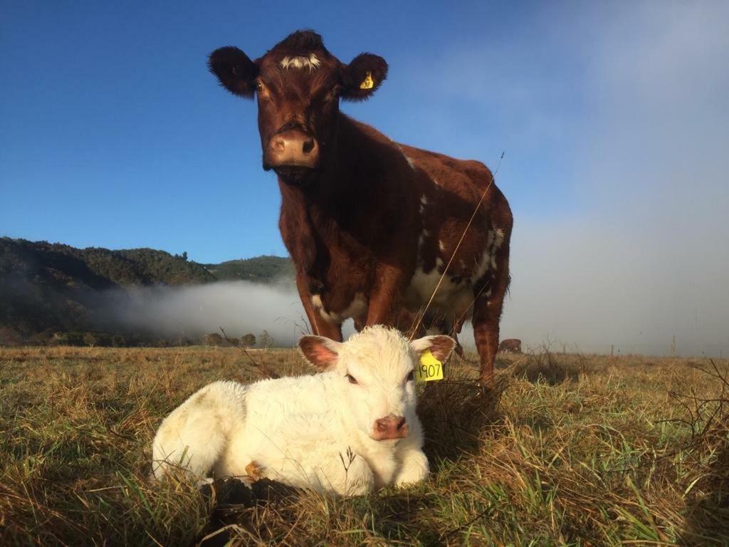 Mohaka River Farm Te Haroto Εξωτερικό φωτογραφία